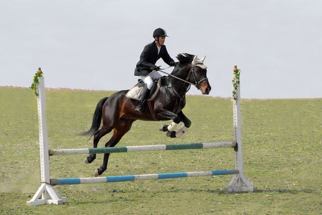 Elevate Your Fantasy Equestrian Experience